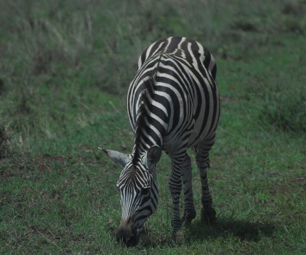 zebra-gab7300cff_1280